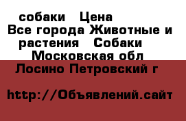 собаки › Цена ­ 2 500 - Все города Животные и растения » Собаки   . Московская обл.,Лосино-Петровский г.